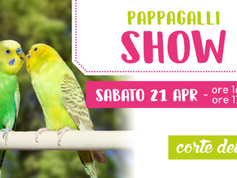 pappagalli show